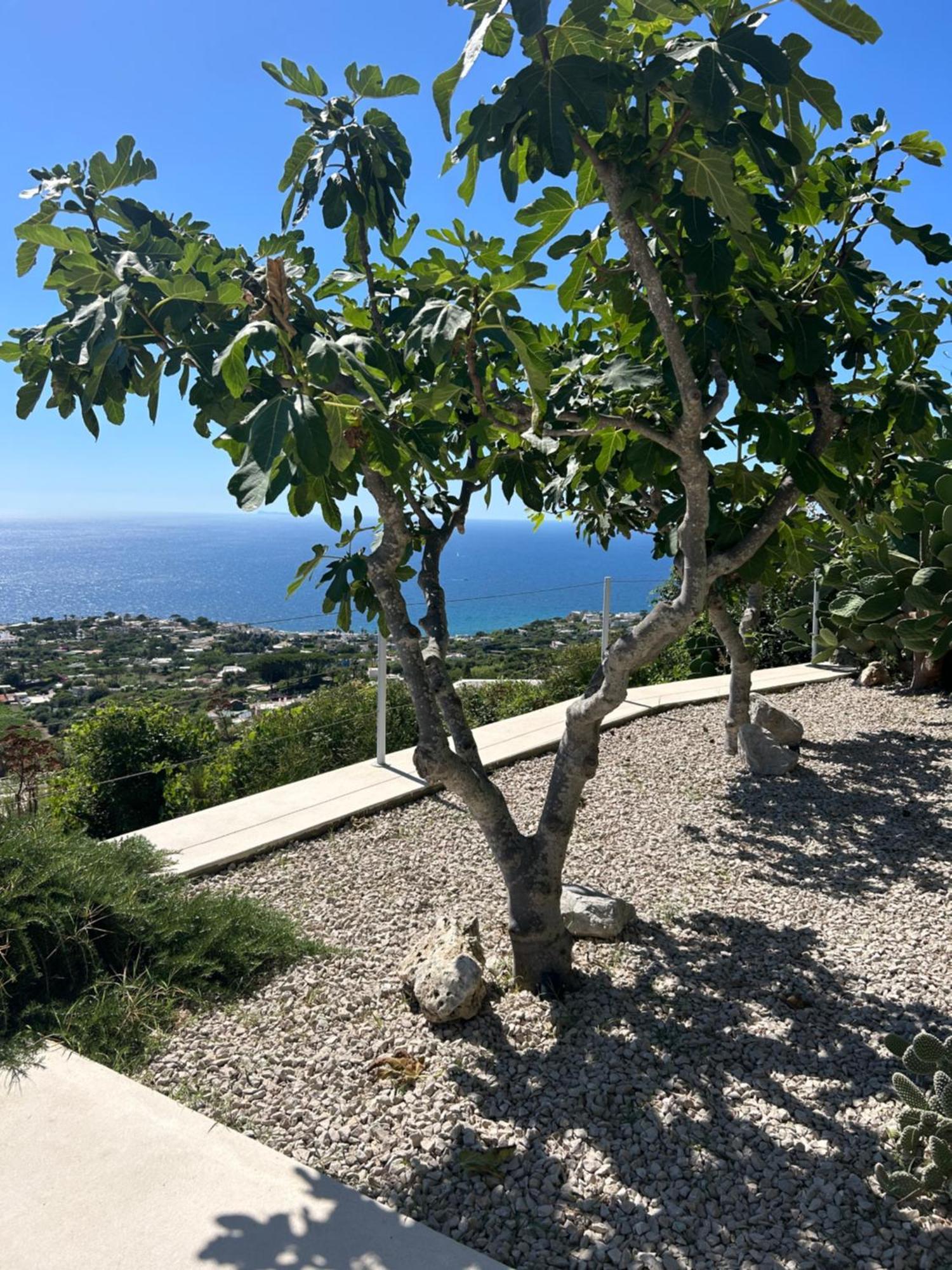 Villa Inarime Ischia Extérieur photo